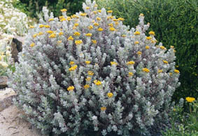 Helichrysum splendidum